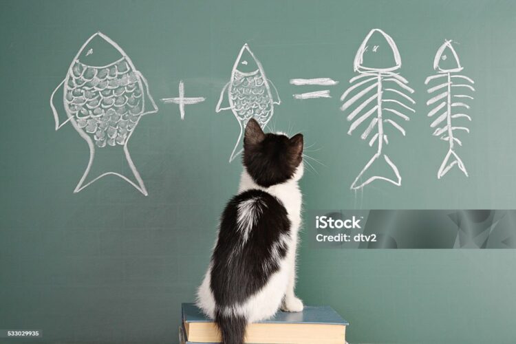 Joke about a cat studying arithmetic